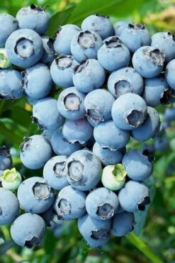 Brightwell Rabbiteye Blueberry - 6 Pack Of 1 Gallon Pots