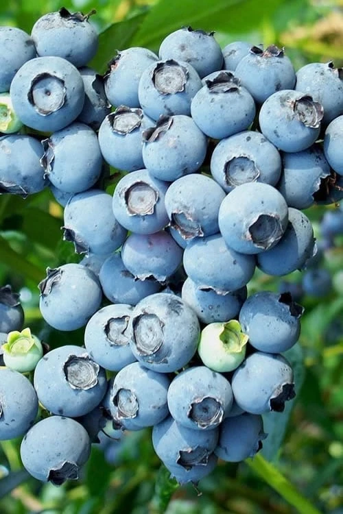 Brightwell Rabbiteye Blueberry - 6 Pack Of 1 Gallon Pots 1 Brightwell Rabbiteye Blueberry - 6 Pack Of 1 Gallon Pots