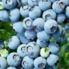 Brightwell Rabbiteye Blueberry - 1 Gallon Pot