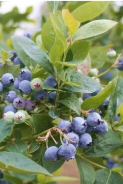 Jubilee Southern Highbush Blueberry - 1 Gallon Pot 7 Jubilee Southern Highbush Blueberry - 1 Gallon Pot -Breeze Sprout Sales Blueberry Southern Higbush Jubilee 500x750 2