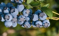 Star Southern Highbush Blueberry - 3 Gallon Pot -Breeze Sprout Sales Blueberry Star