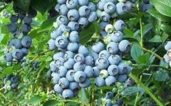 Tifblue Rabbiteye Blueberry - 2.5 Quart Pot 7 Tifblue Rabbiteye Blueberry - 2.5 Quart Pot -Breeze Sprout Sales Blueberry Tifblue 1