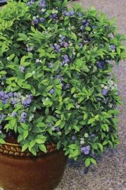 Top Hat Dwarf Blueberry - 1 Gallon Pot -Breeze Sprout Sales Blueberry Top Hat 2