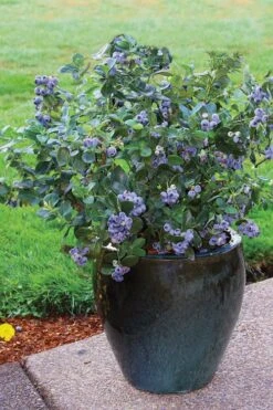 Top Hat Dwarf Blueberry - 1 Gallon Pot -Breeze Sprout Sales Blueberry Top Hat 3