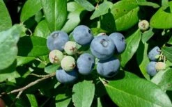 Vernon Rabbiteye Blueberry - 6 Pack Of 1 Gallon Pots -Breeze Sprout Sales Blueberry Vernon