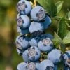 Star Southern Highbush Blueberry - 3 Gallon Pot