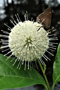Buttonbush (Cephalanthus Occidentalis) - 3 Pack Of 1.5 Quart Pots -Breeze Sprout Sales Buttonbush 3