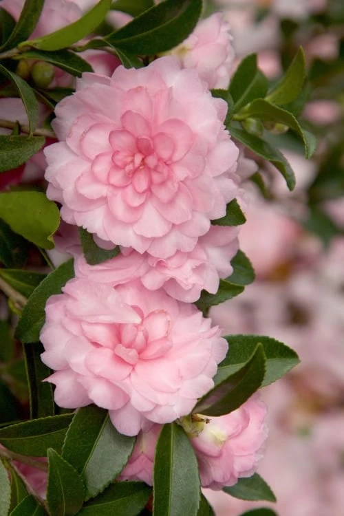 October Magic Pink Perplexion Camellia - 3 Gallon Pot 1 October Magic Pink Perplexion Camellia - 3 Gallon Pot
