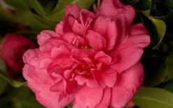 Alabama Beauty Camellia Sasanqua - 2 Gallon Pot 7 Alabama Beauty Camellia Sasanqua - 2 Gallon Pot -Breeze Sprout Sales Camellia Alabama Beauty 50