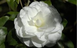 Alba Plena Camellia Japonica - 7 Gallon Pot (3-4') -Breeze Sprout Sales Camellia Alba Plena Flower Closeup 2