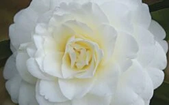 Alba Plena Camellia Japonica - 7 Gallon Pot (3-4') -Breeze Sprout Sales Camellia Alba Plena Flower Closeup