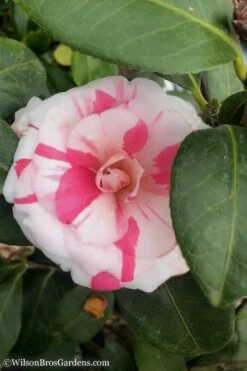 April Dawn Cold Hardy Camellia Japonica - 5 Gallon Pot -Breeze Sprout Sales Camellia April Dawn 10