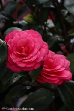 April Dawn Cold Hardy Camellia Japonica - 3 Gallon Pot -Breeze Sprout Sales Camellia April Dawn 20 1