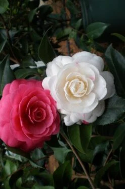 April Dawn Cold Hardy Camellia Japonica - 3 Gallon Pot -Breeze Sprout Sales Camellia April Dawn 21 1