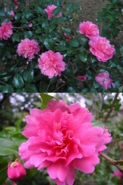 Autumn Spirit Camellia - Hybrid - 1 Gallon Pot -Breeze Sprout Sales Camellia April Spirit 3