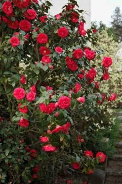 April Tryst Camellia Japonica - 3 Gallon Pot 8 April Tryst Camellia Japonica - 3 Gallon Pot -Breeze Sprout Sales Camellia April Tryst 2