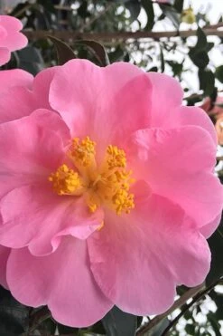 Arctic Dawn Cold Hardy Pink Camellia Hybrid - 1 Gallon Pot -Breeze Sprout Sales Camellia Arctic Dawn 1