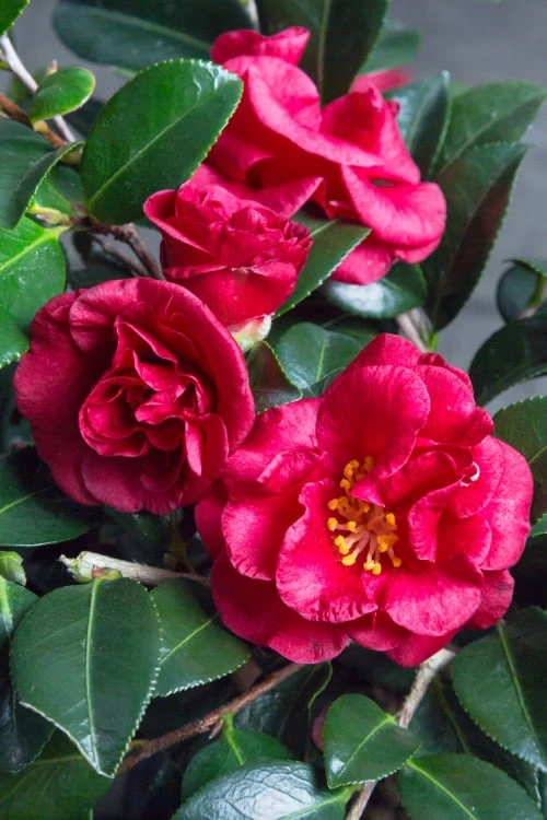 Bella Rouge Camellia Sasanqua | 1 Gallon Pot 1 Bella Rouge Camellia Sasanqua | 1 Gallon Pot