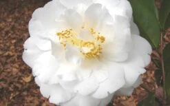 Bessie Battle Camellia Japonica - 3 Gallon Pot -Breeze Sprout Sales Camellia Bessie Battle 1