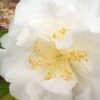 Bessie Battle Camellia Japonica - 3 Gallon Pot
