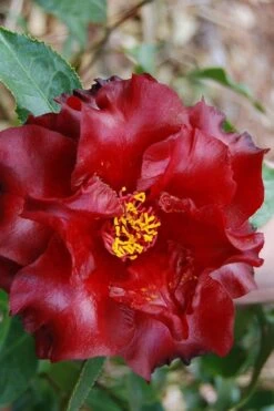 Black Magic Camellia Japonica - 5 Gallon Pot -Breeze Sprout Sales Camellia Black Magic 2 1