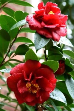 Bob Hope Camellia Japonica - 3 Gallon Pot -Breeze Sprout Sales Camellia Bob Hope 3