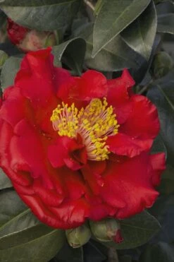 Bob Hope Camellia Japonica - 3 Gallon Pot -Breeze Sprout Sales Camellia Bob Hope 5