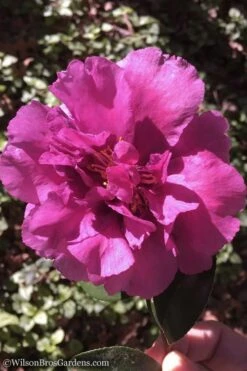 Bonanza Purple Camellia Sasanqua - 3 Gallon Pot -Breeze Sprout Sales Camellia Bonanza 102 1