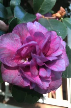 Bonanza Purple Camellia Sasanqua - 3 Gallon Pot -Breeze Sprout Sales Camellia Bonanza Purple 4