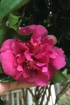 Bonanza Purple Camellia Sasanqua - 3 Gallon Pot -Breeze Sprout Sales Camellia Bonanza Purple 9