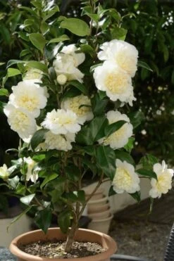 Brushfield Yellow Camellia Japonica - 1 Gallon Pot -Breeze Sprout Sales Camellia Brushfield Yellow 500x750 1