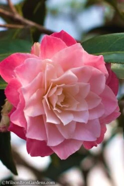 Buttons 'n Bows Camellia Hybrid - 1 Gallon Pot