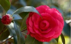 C. M. Hovey Camellia Japonica - 3 Gallon Pot -Breeze Sprout Sales Camellia C M Hovey 1