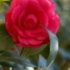 C. M. Hovey Camellia Japonica - 3 Gallon Pot