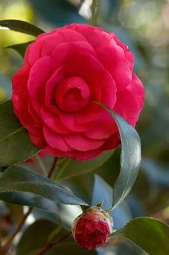 C. M. Hovey Camellia Japonica - 3 Gallon Pot