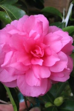 Chansonette Dwarf Weeping Camellia Sasanqua - 3 Gallon Pot