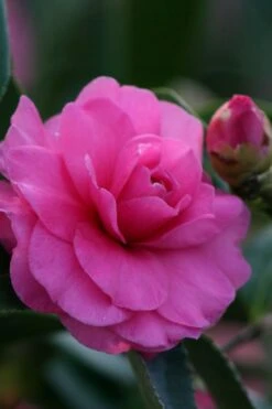 Chansonette Dwarf Weeping Camellia Sasanqua - 3 Gallon Pot -Breeze Sprout Sales Camellia Chansonette 2
