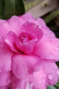 Chansonette Dwarf Weeping Camellia Sasanqua - 3 Gallon Pot -Breeze Sprout Sales Camellia Chansonette 3