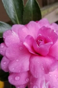 Chansonette Dwarf Weeping Camellia Sasanqua - 3 Gallon Pot -Breeze Sprout Sales Camellia Chansonette 4