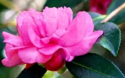 Chansonette Dwarf Weeping Camellia Sasanqua - 3 Gallon Pot -Breeze Sprout Sales Camellia Chansonette 5