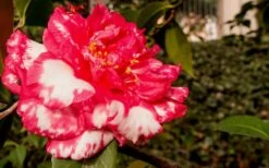 Sacred Dance Camellia Japonica 'Daikagura' - 1 Gallon Pot -Breeze Sprout Sales Camellia Daikagura 3