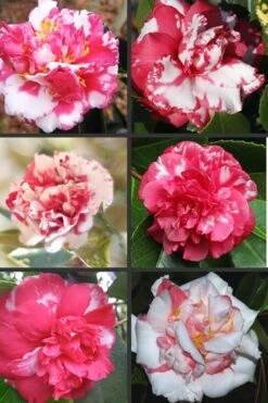 Sacred Dance Camellia Japonica 'Daikagura' - 1 Gallon Pot -Breeze Sprout Sales Camellia Daikagura Colors 500x750 1