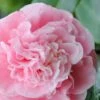Debutante Pink Camellia Japonica - 6 Pack Of 1 Gallon Pots