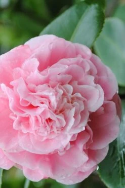 Debutante Pink Camellia Japonica - 1 Gallon Pot
