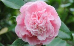 Debutante Pink Camellia Japonica - 1 Gallon Pot -Breeze Sprout Sales Camellia Debutante Closeup Flower 3 1