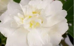Diana Camellia Sasanqua - 2 Gallon Pot -Breeze Sprout Sales Camellia Diana Flower Closeup