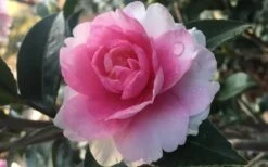 Dream Weaver Camellia Sasanqua - 3 Gallon Pot -Breeze Sprout Sales Camellia Dreamweaver 1
