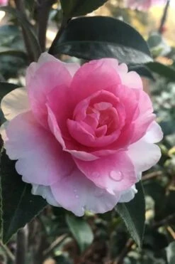 Dream Weaver Camellia Sasanqua - 3 Gallon Pot -Breeze Sprout Sales Camellia Dreamweaver 2