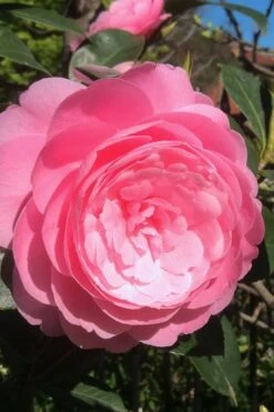 E.G. Waterhouse Camellia - Williamsii Hybrid - 1 Gallon Pot -Breeze Sprout Sales Camellia EG Waterhouse 2