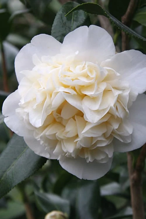 Fifth Avenue White Camellia Japonica - 1 Gallon Pot 1 Fifth Avenue White Camellia Japonica - 1 Gallon Pot